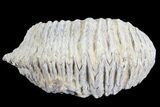Cretaceous Fossil Oyster (Rastellum) - Madagascar #69641-2